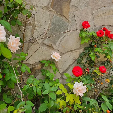 Villa Rosa-2